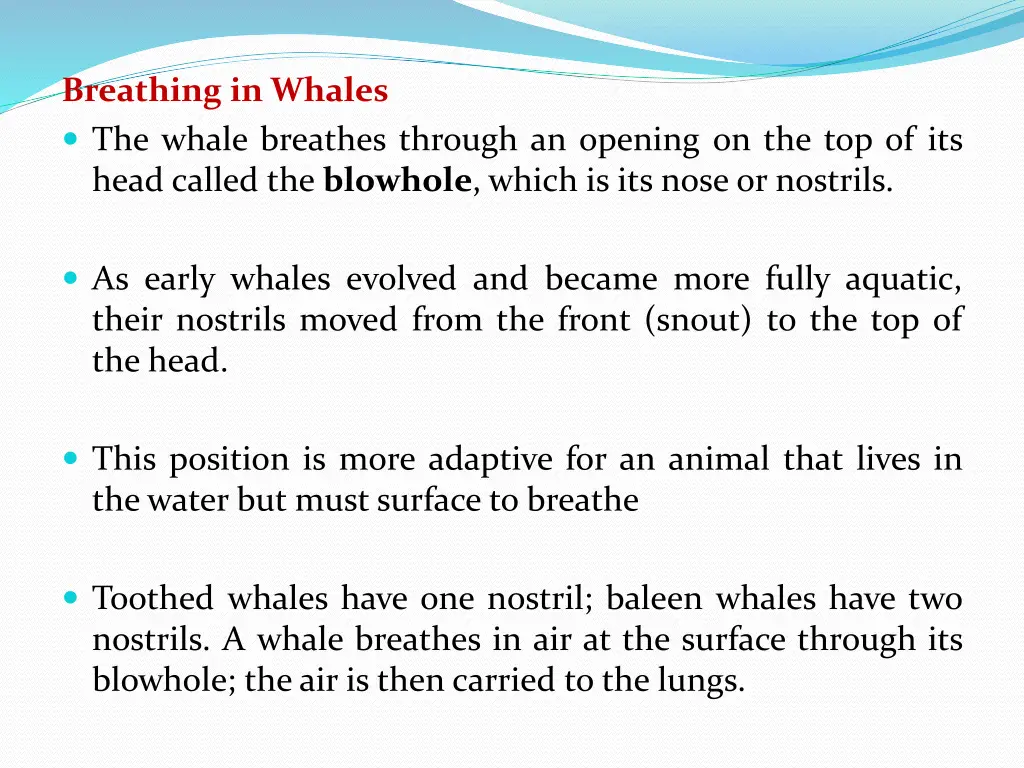 breathing in whales the whale breathes through
