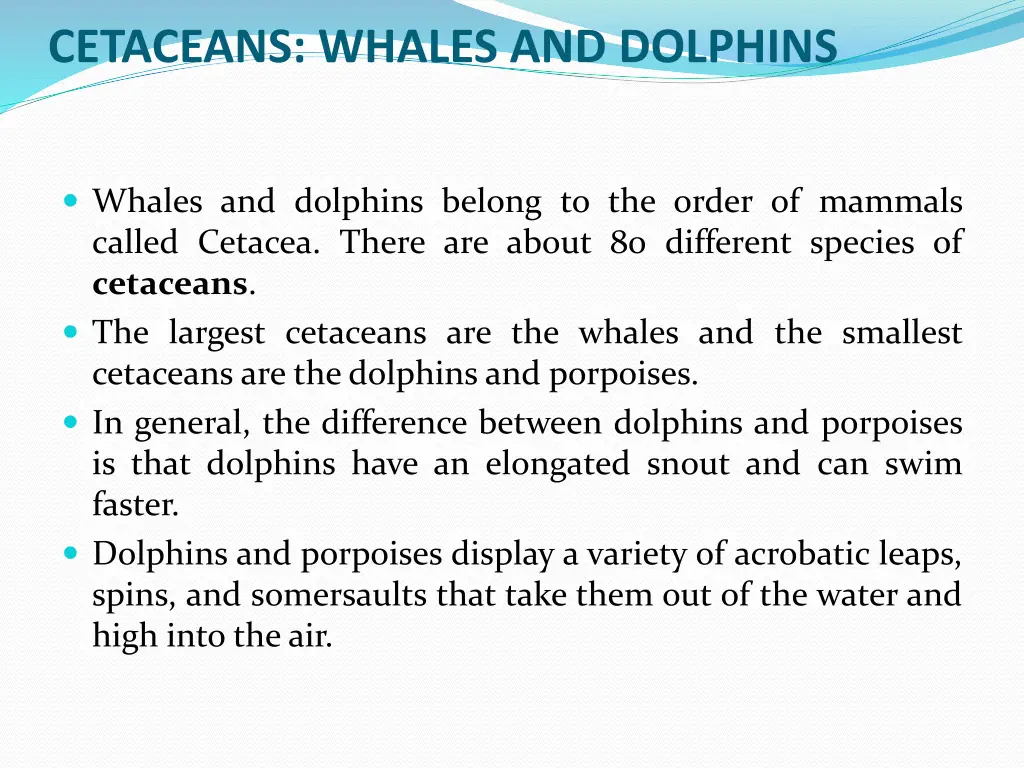 cetaceans whales and dolphins