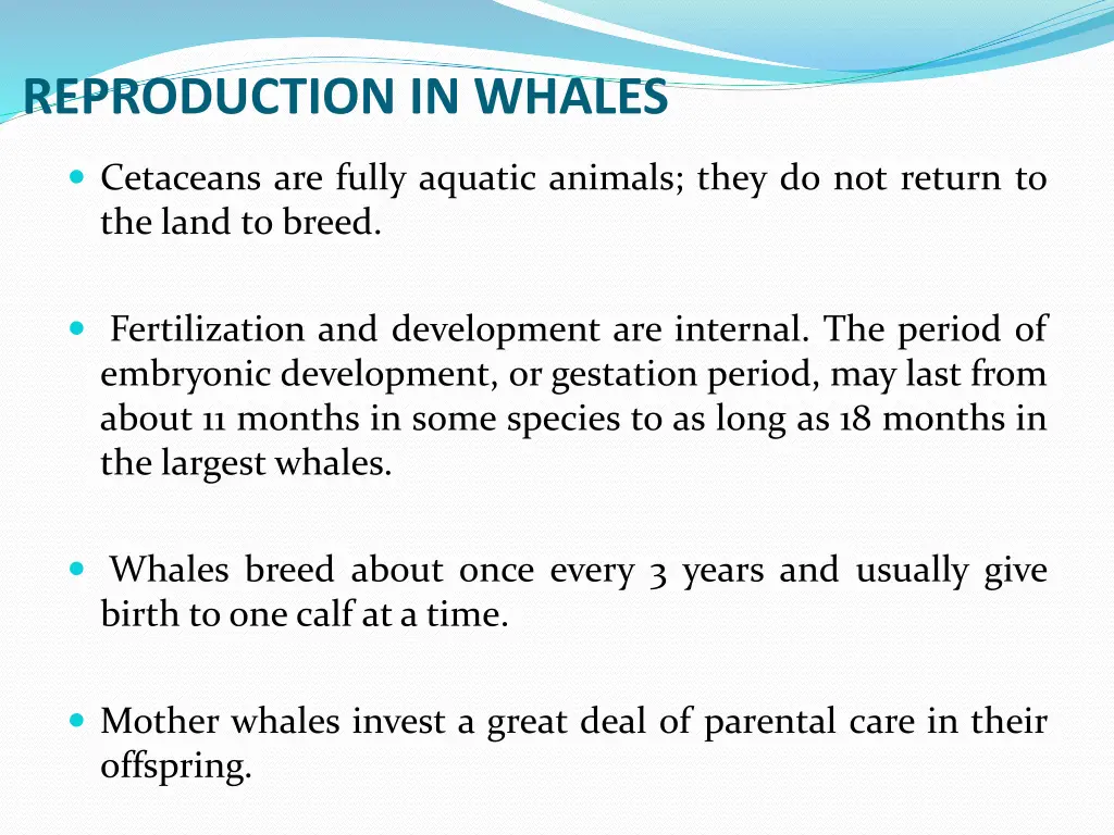reproduction in whales