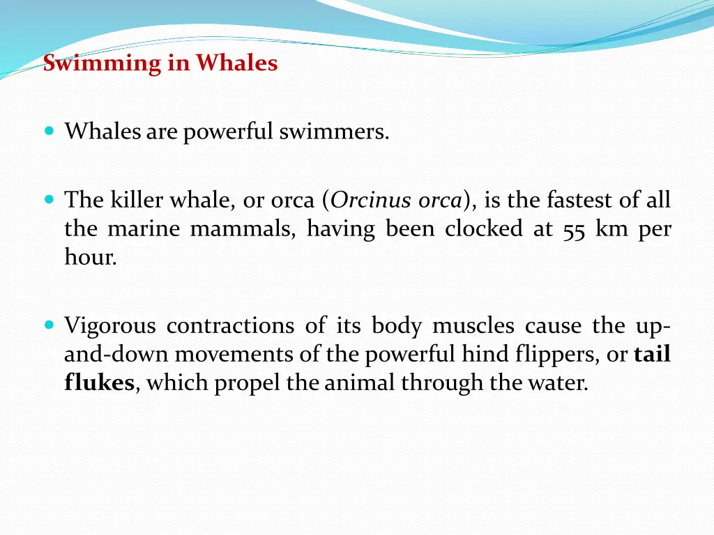 swimming in whales