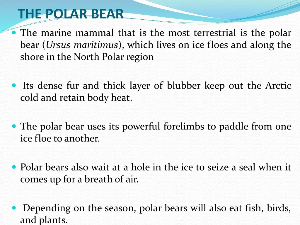 the polar bear