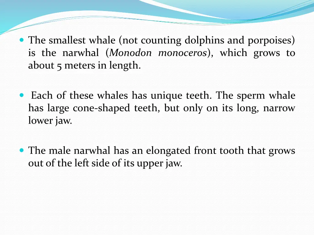 the smallest whale not counting dolphins