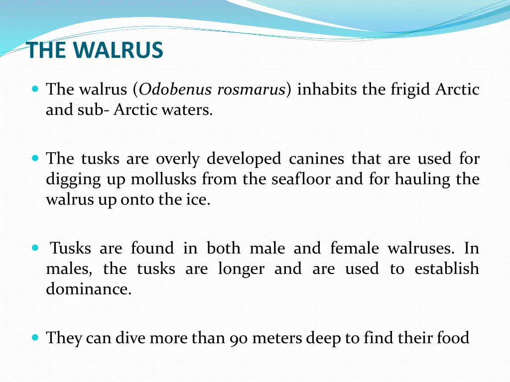 the walrus