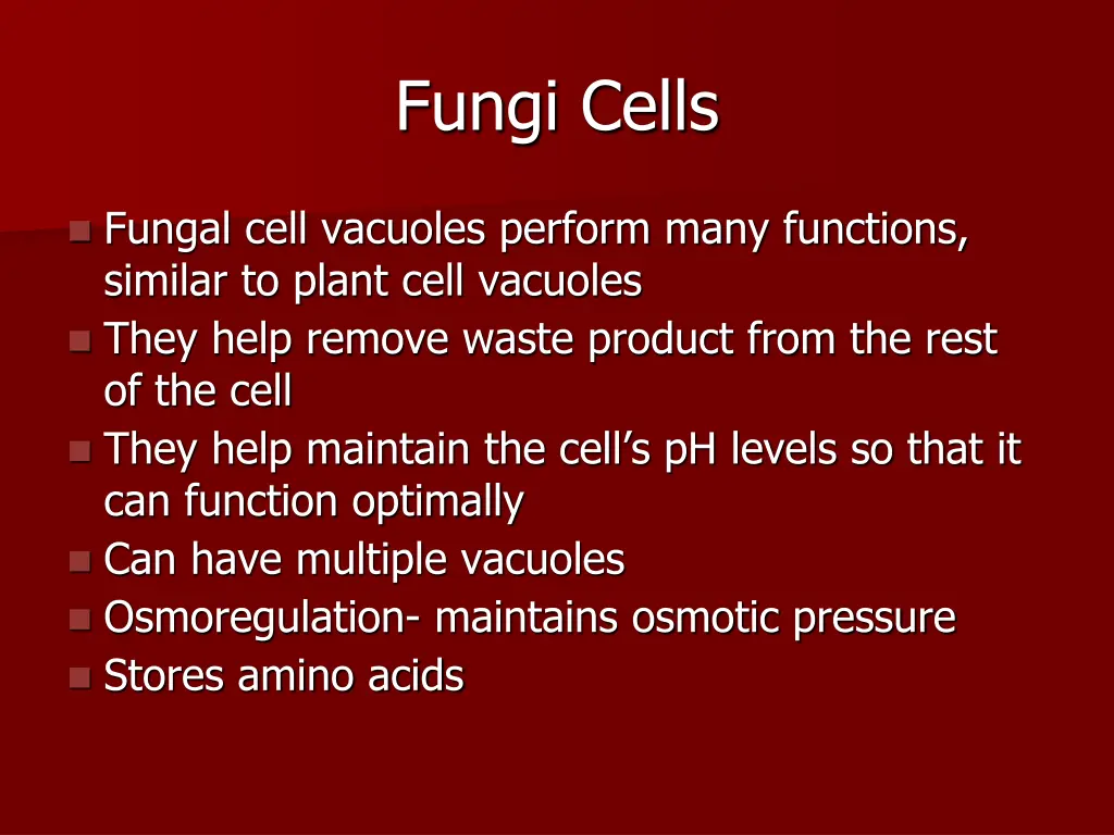 fungi cells