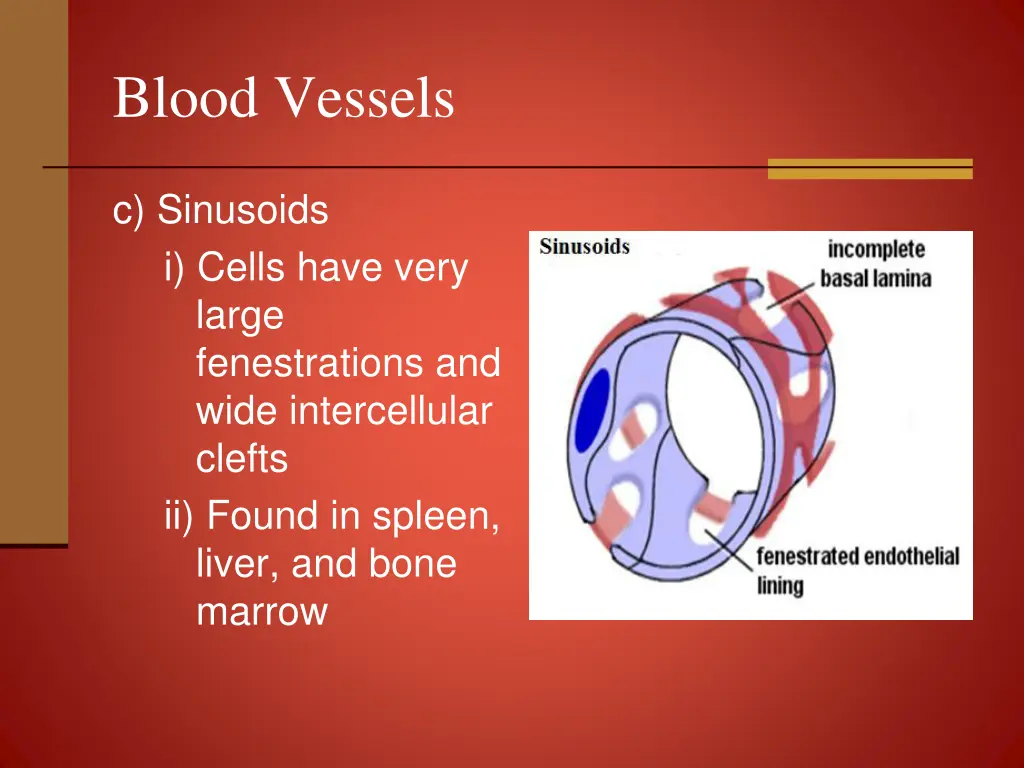 blood vessels 10
