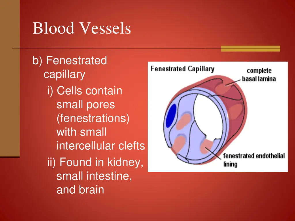 blood vessels 9