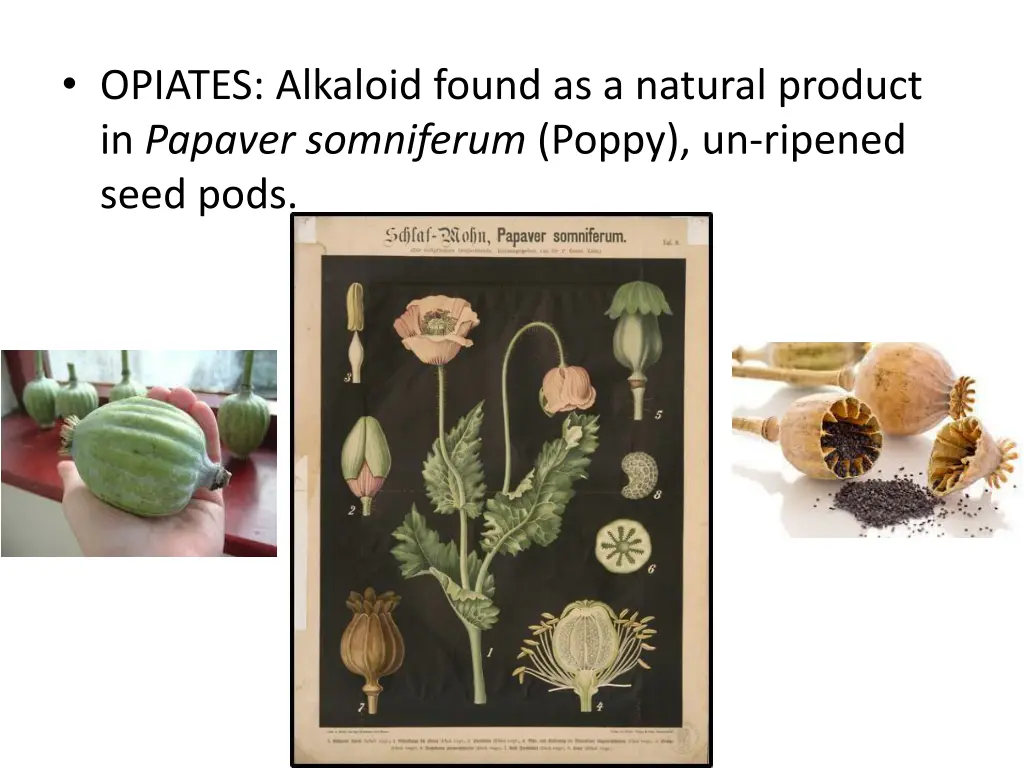 opiates alkaloid found as a natural product