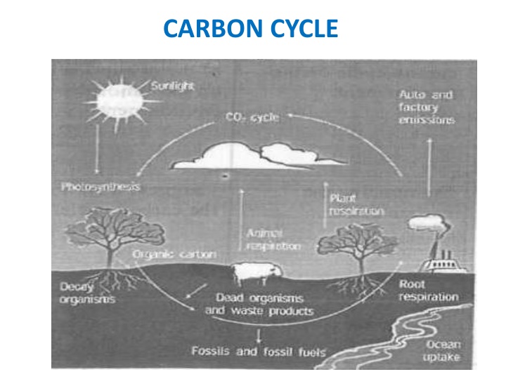 carbon cycle