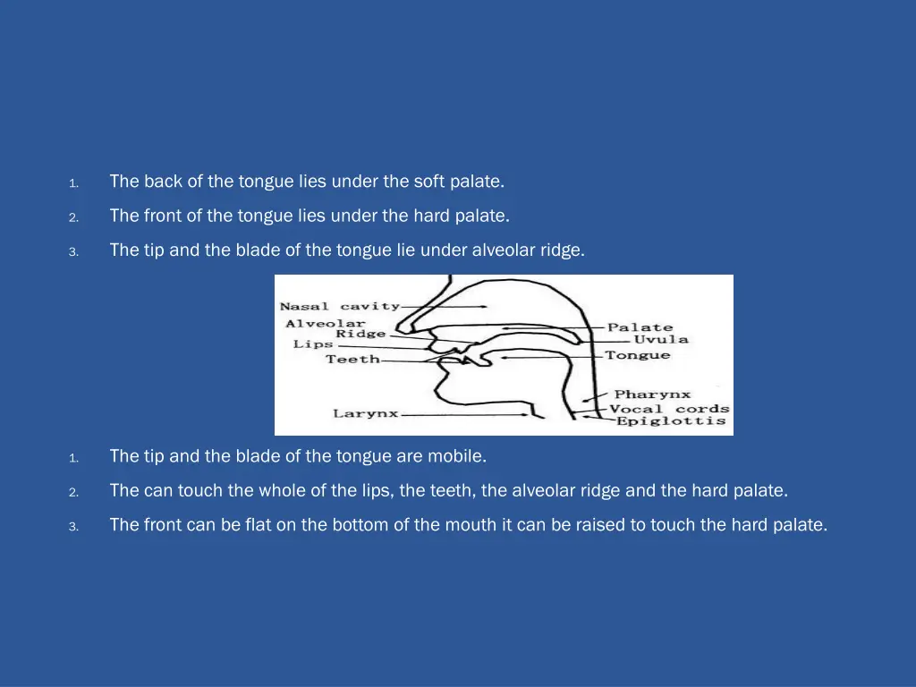 the back of the tongue lies under the soft palate