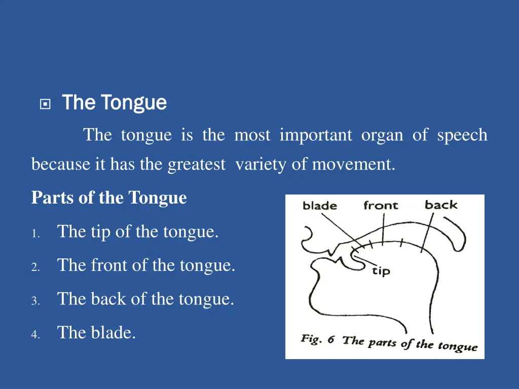 the tongue the tongue