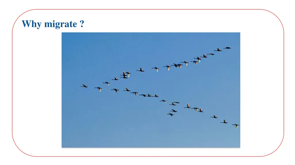why migrate
