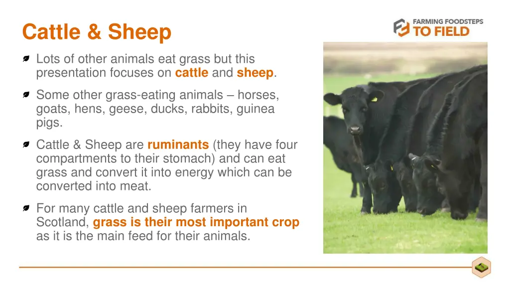 cattle sheep