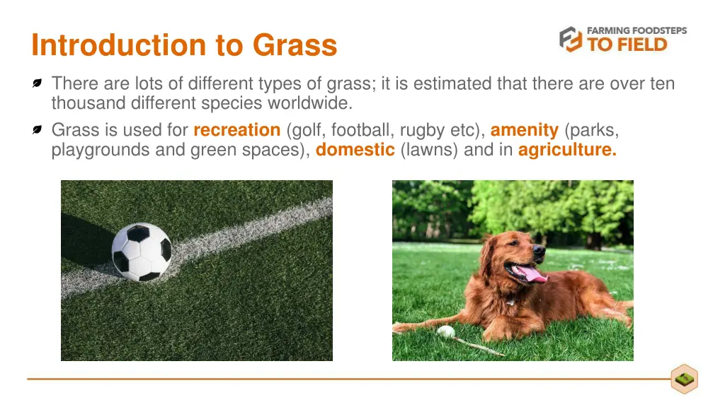 introduction to grass