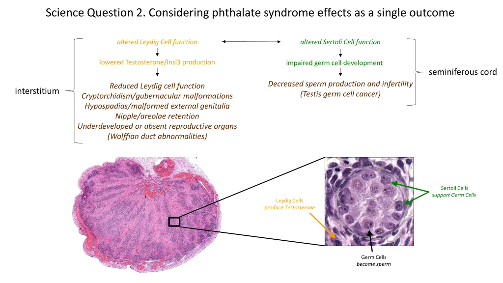 science question 2 considering phthalate syndrome