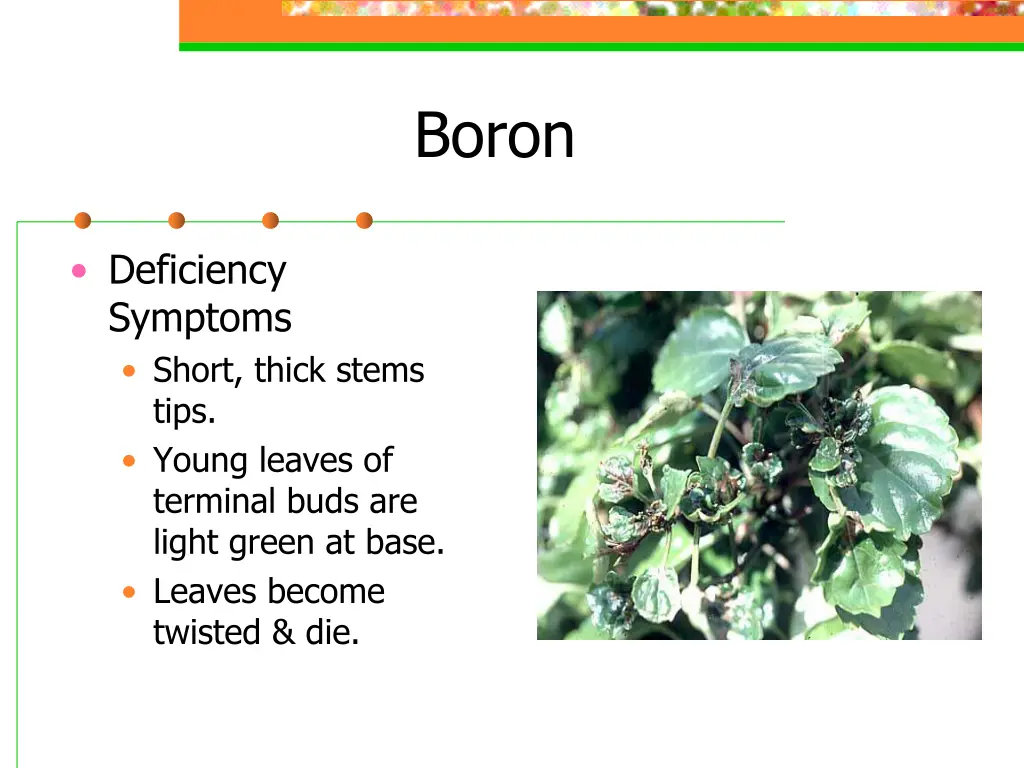 boron 1