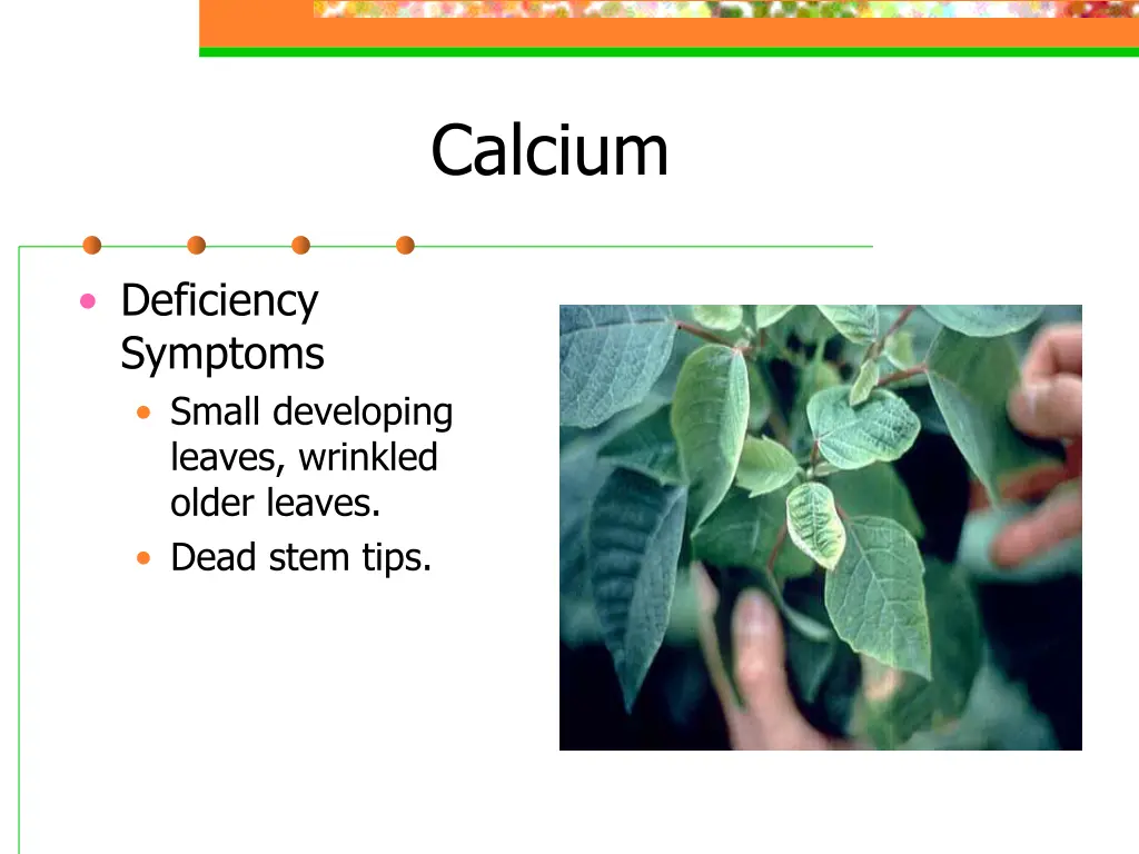 calcium 1