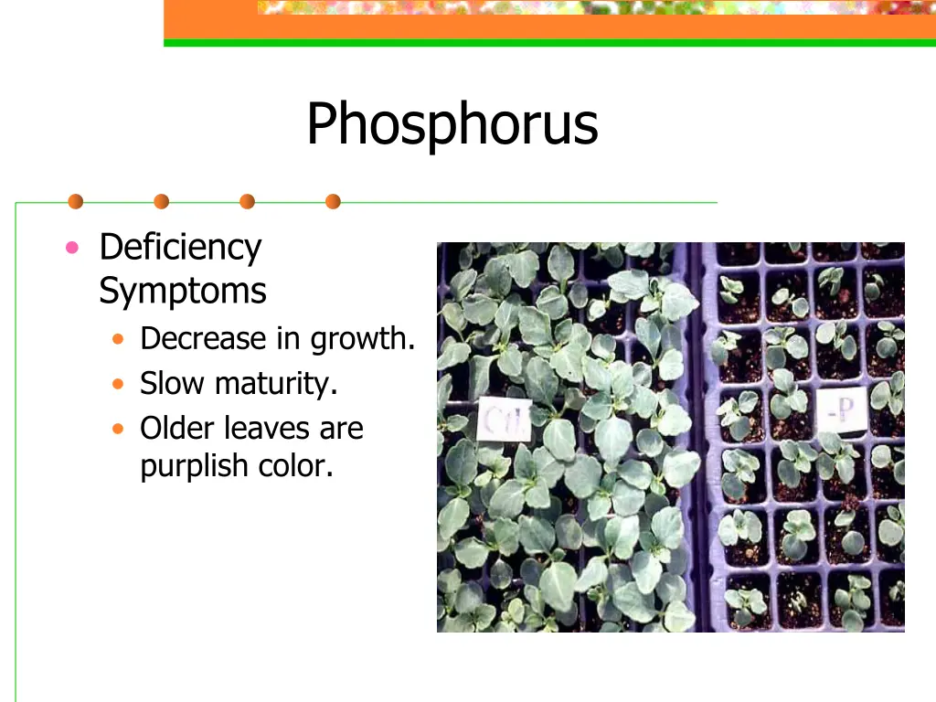 phosphorus 1