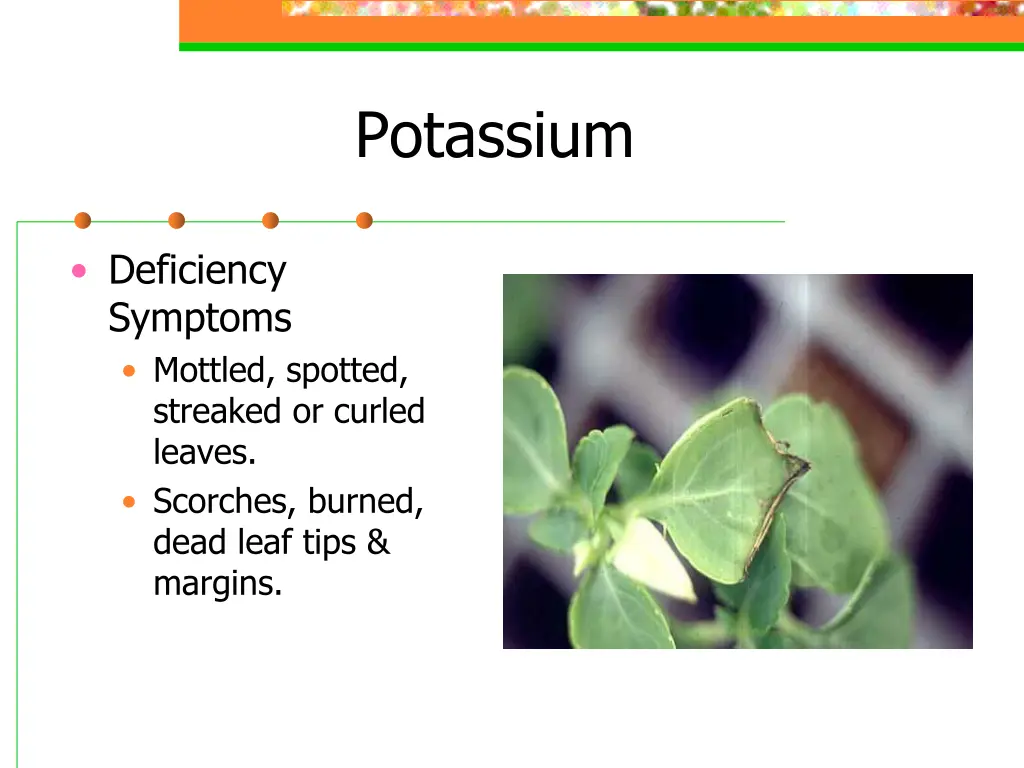 potassium 1