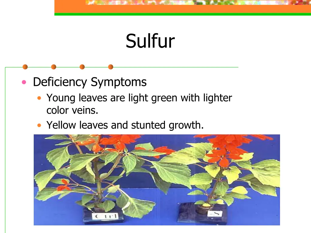 sulfur 1