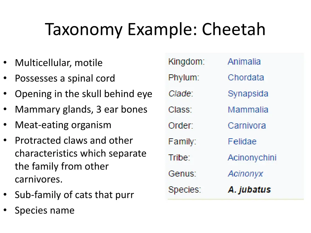taxonomy example cheetah