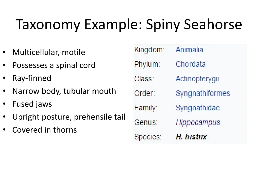taxonomy example spiny seahorse