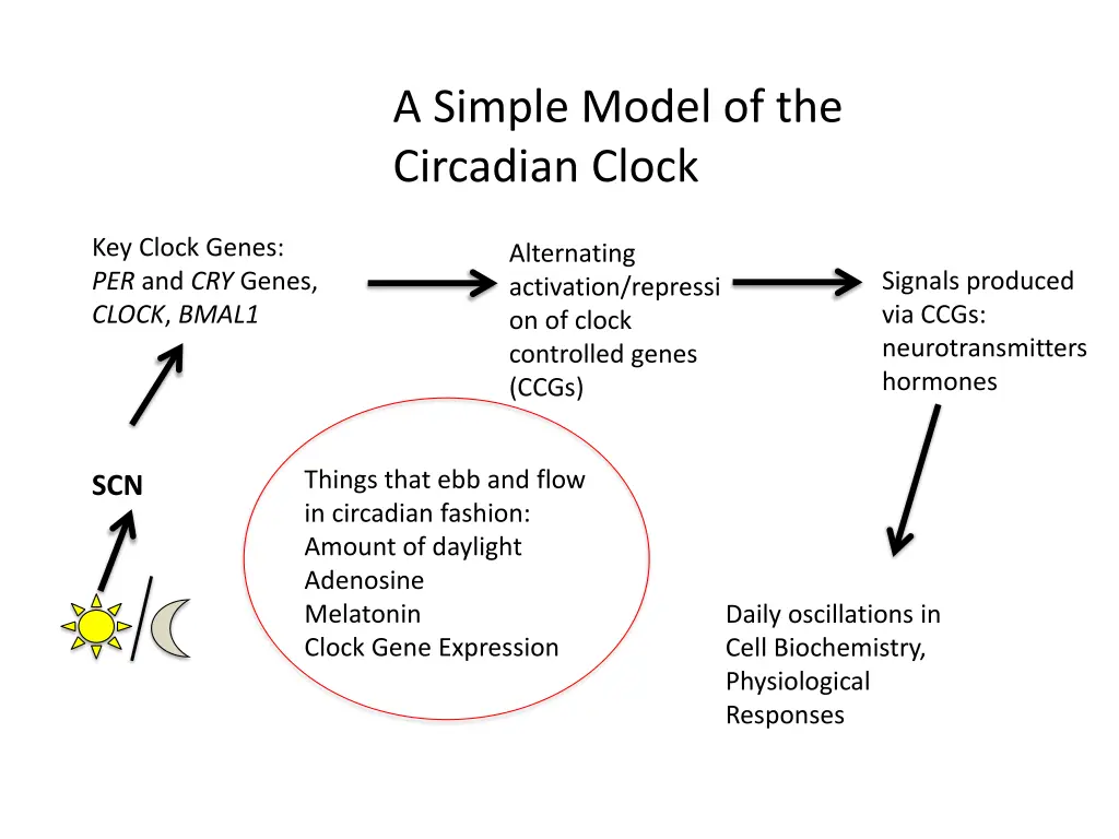 a simple model of the circadian clock