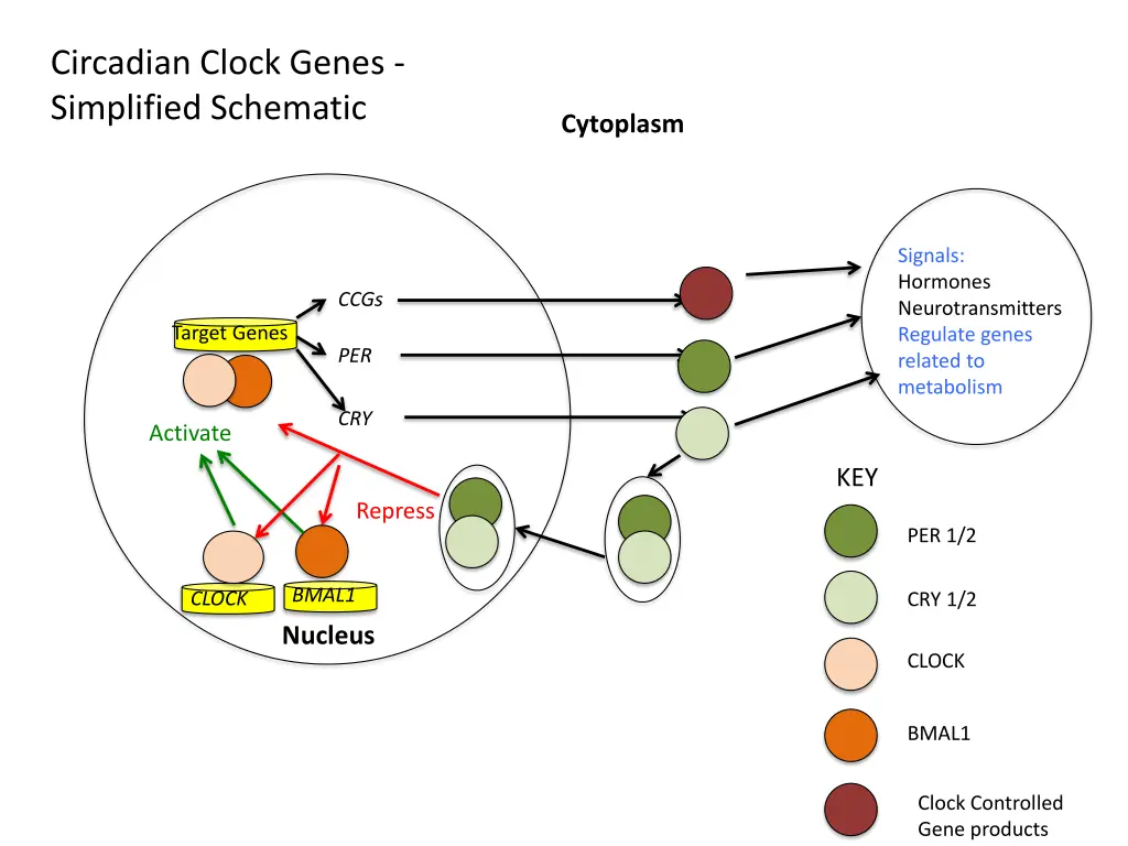 circadian clock genes simplified schematic 1