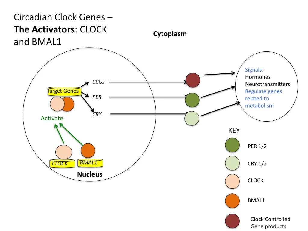 circadian clock genes the activators clock