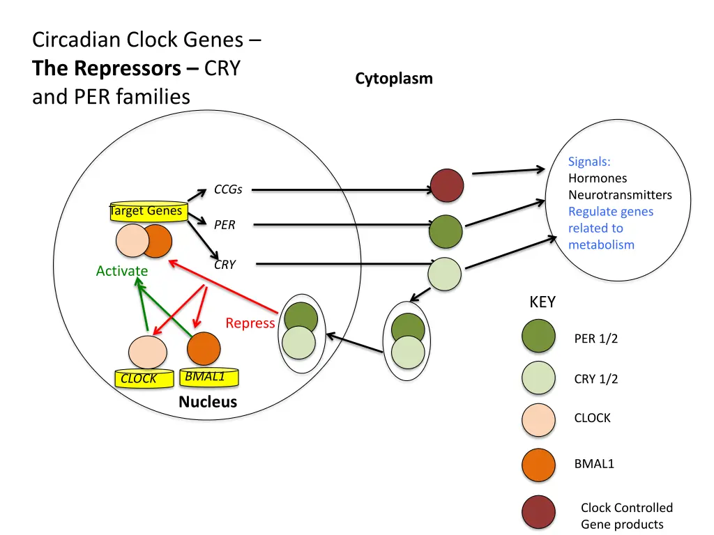 circadian clock genes the repressors