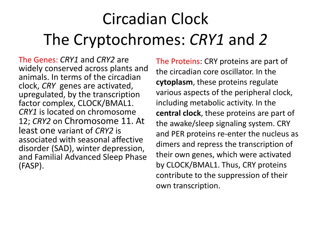 circadian clock