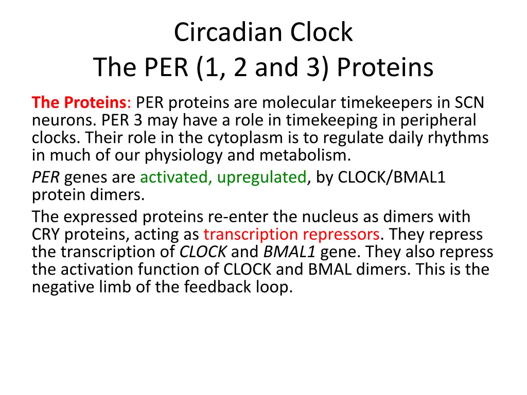 circadian clock the per 1 2 and 3 proteins