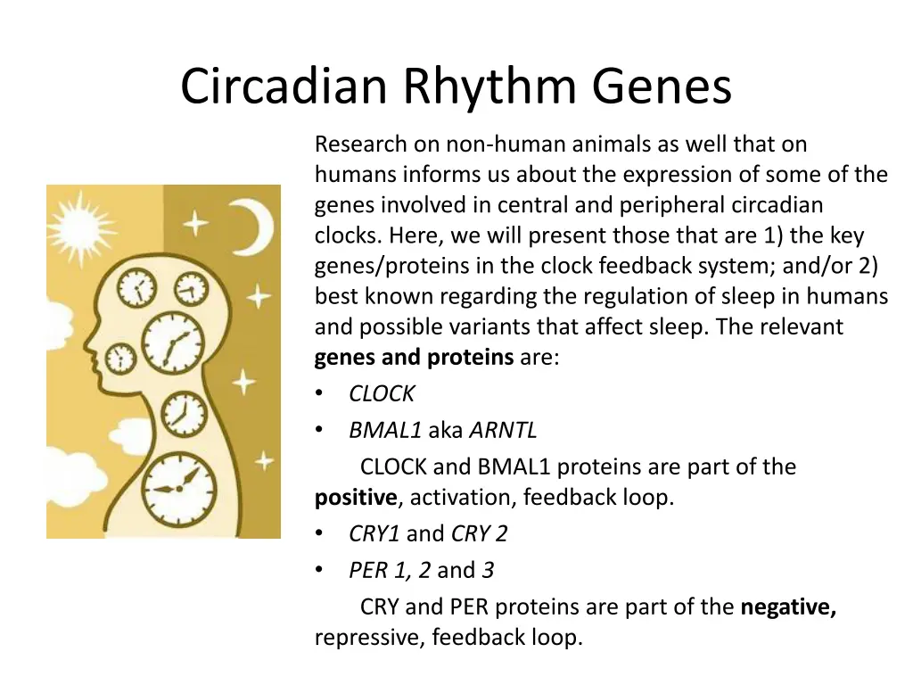 circadian rhythm genes