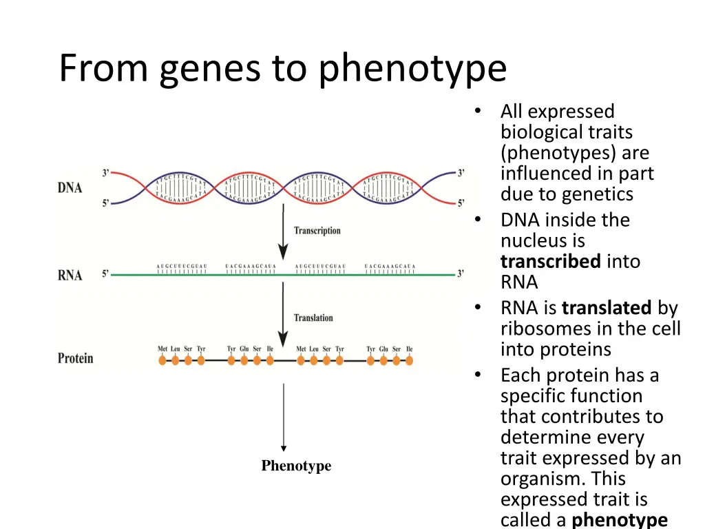 from genes to phenotype