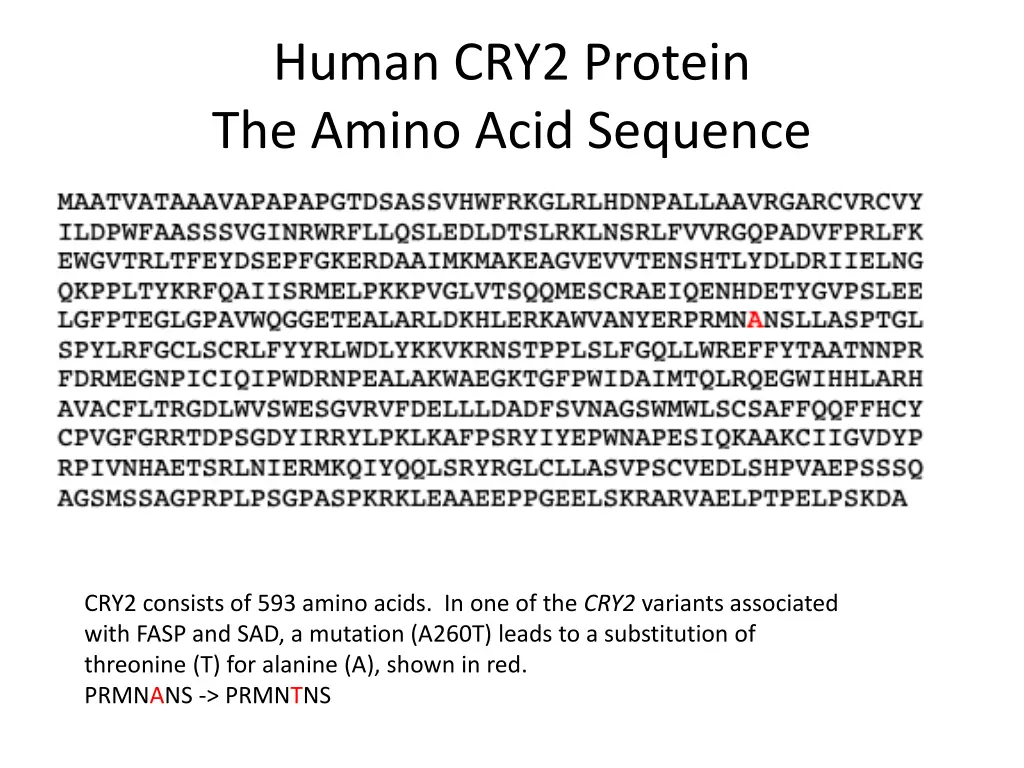 human cry2 protein the amino acid sequence