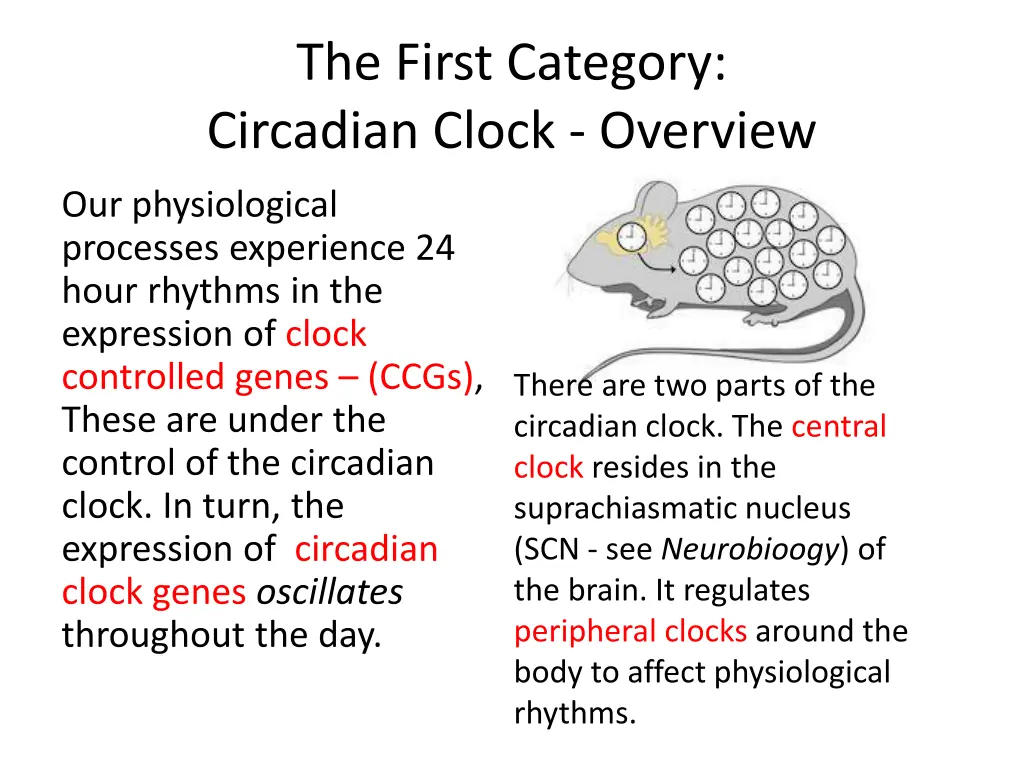 the first category circadian clock overview