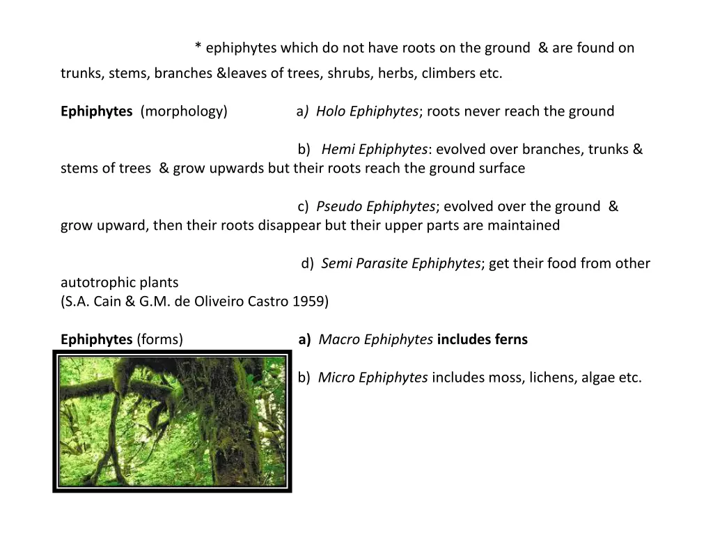 ephiphytes which do not have roots on the ground
