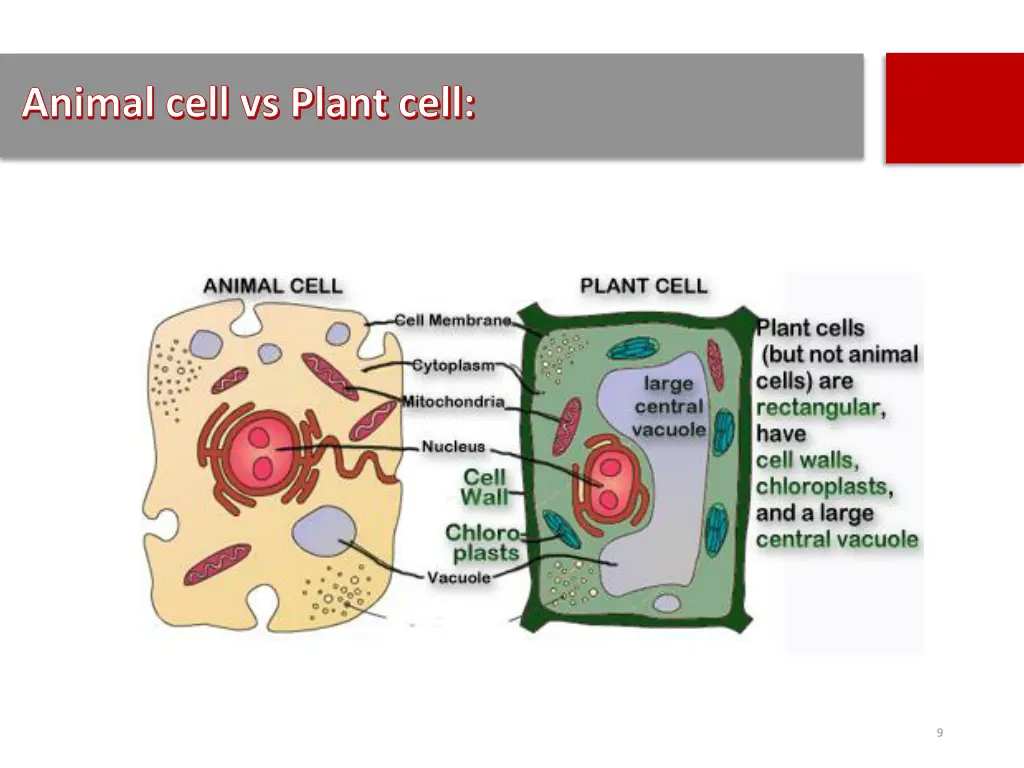 animal cell vs plant cell