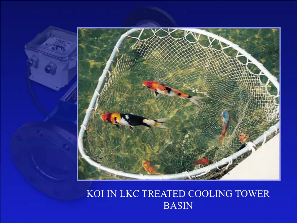 koi in lkc treated cooling tower basin