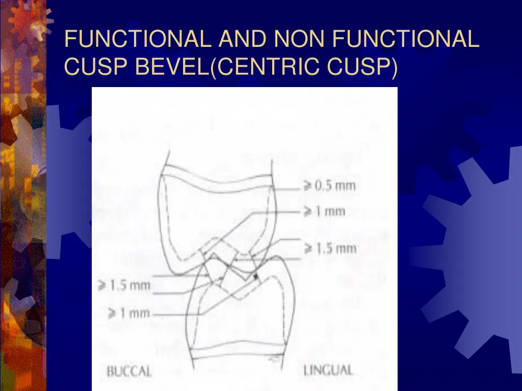 functional and non functional cusp bevel centric