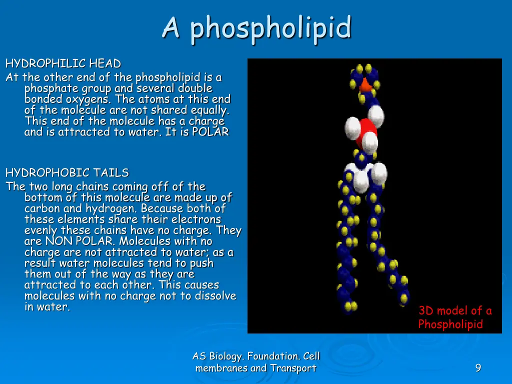a phospholipid