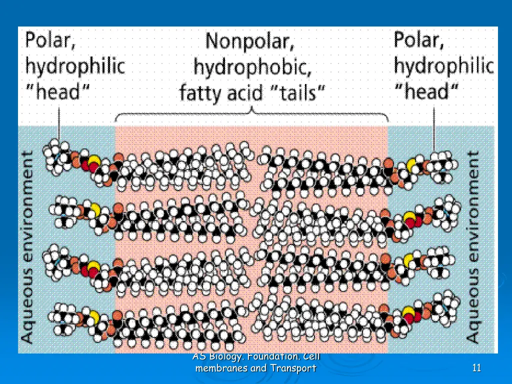 as biology foundation cell membranes and transport
