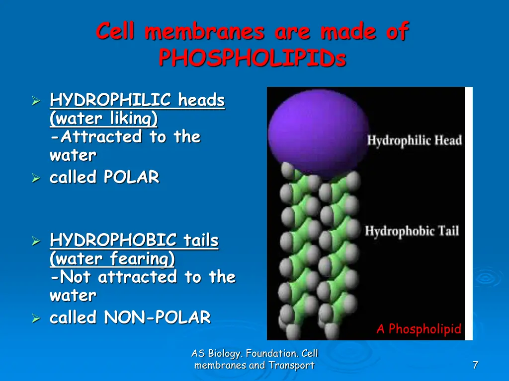 cell membranes are made of phospholipids