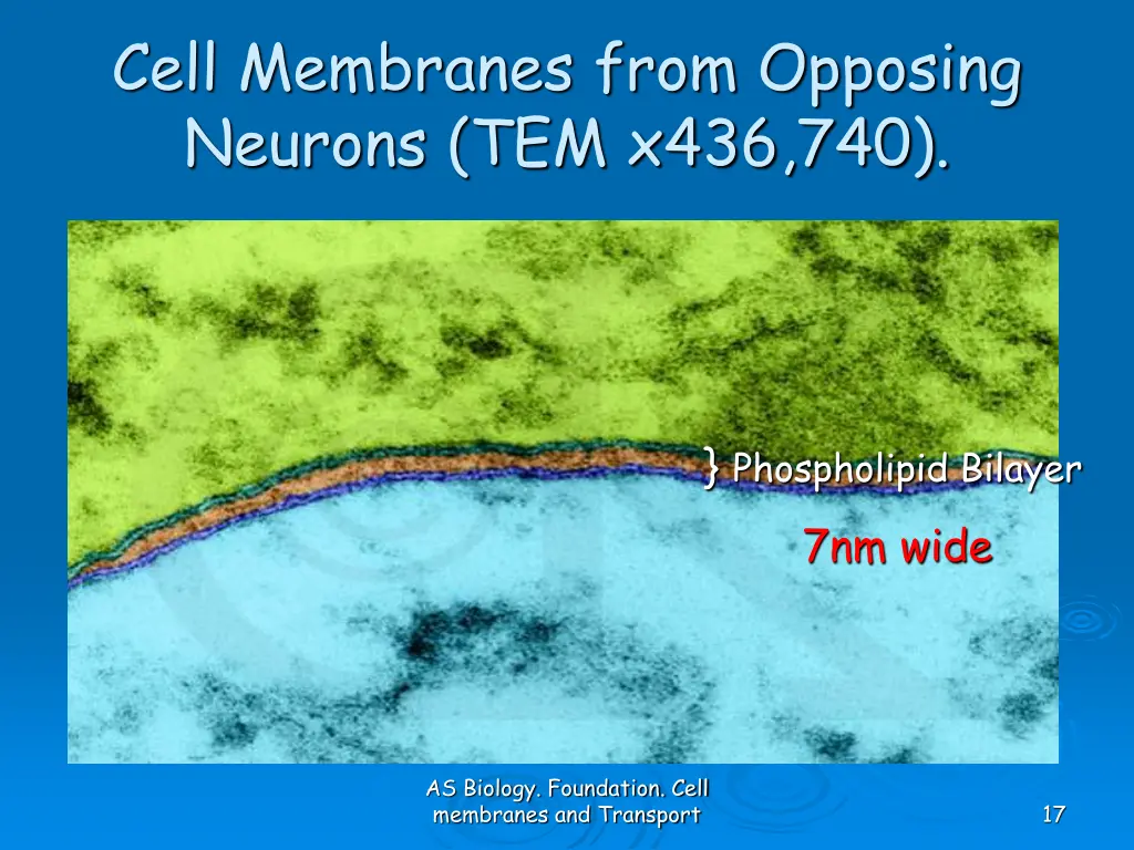 cell membranes from opposing neurons tem x436 740 1