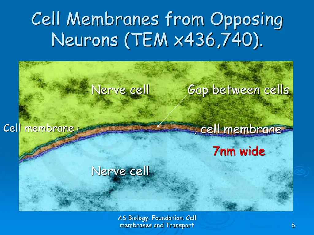 cell membranes from opposing neurons tem x436 740