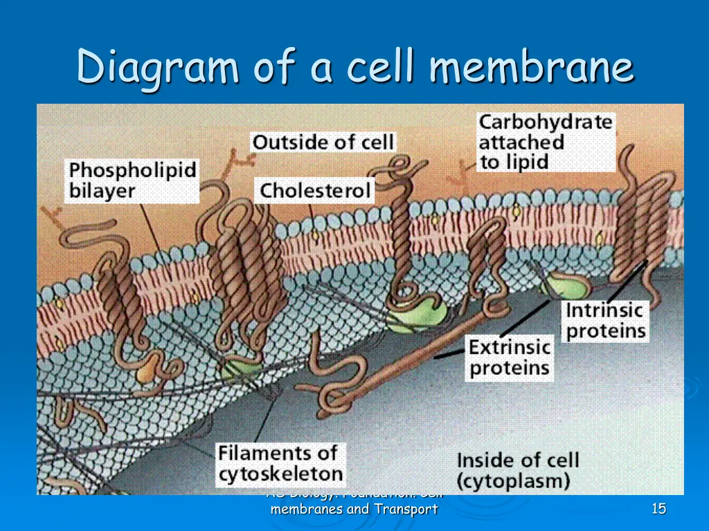 diagram of a cell membrane