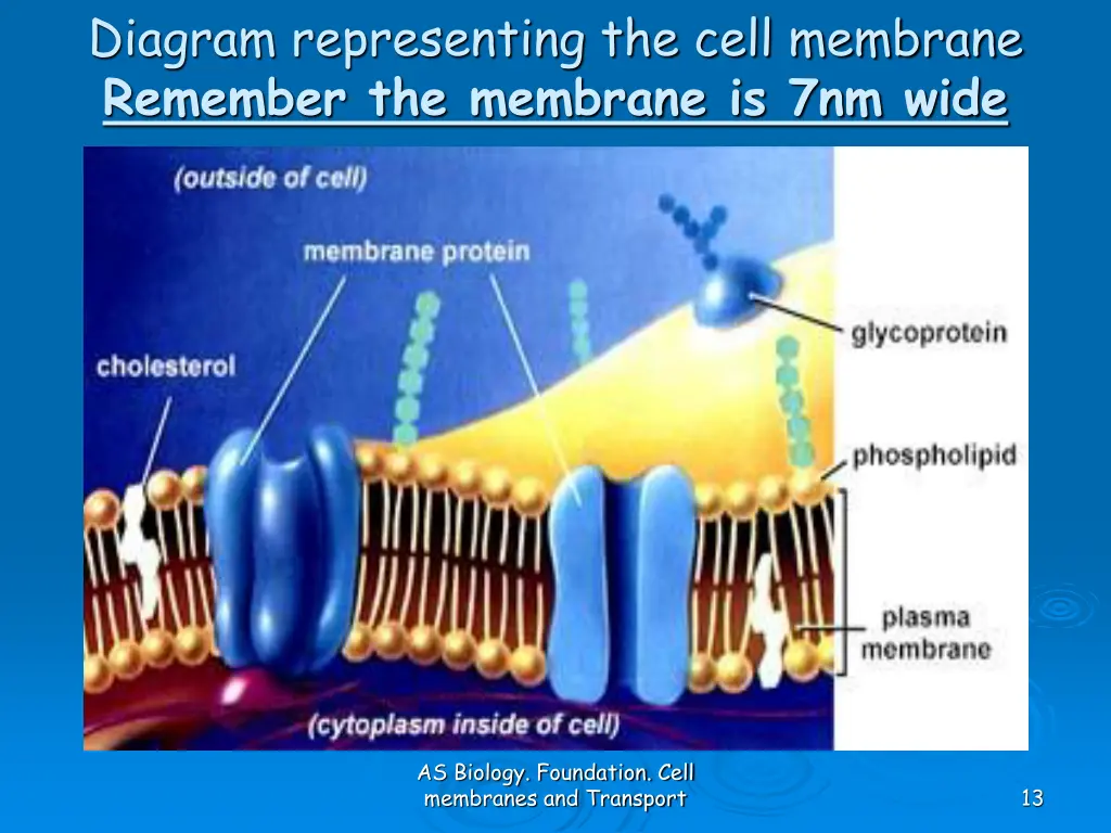 diagram representing the cell membrane remember