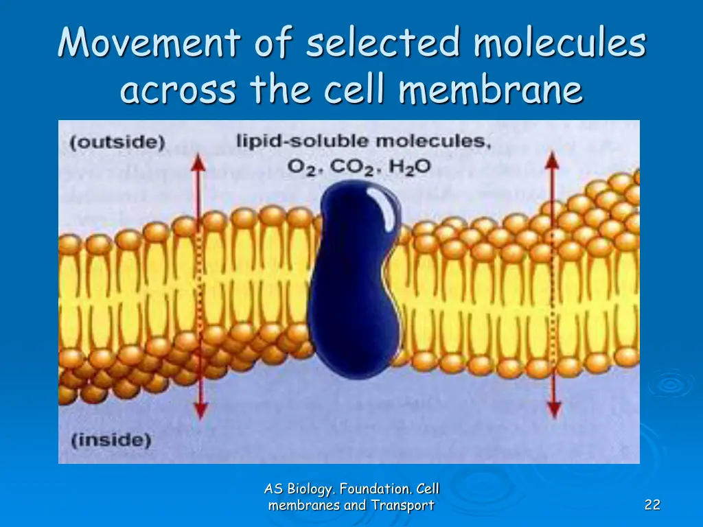 movement of selected molecules across the cell