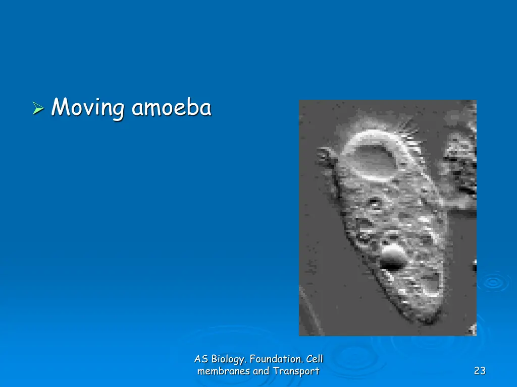 moving amoeba