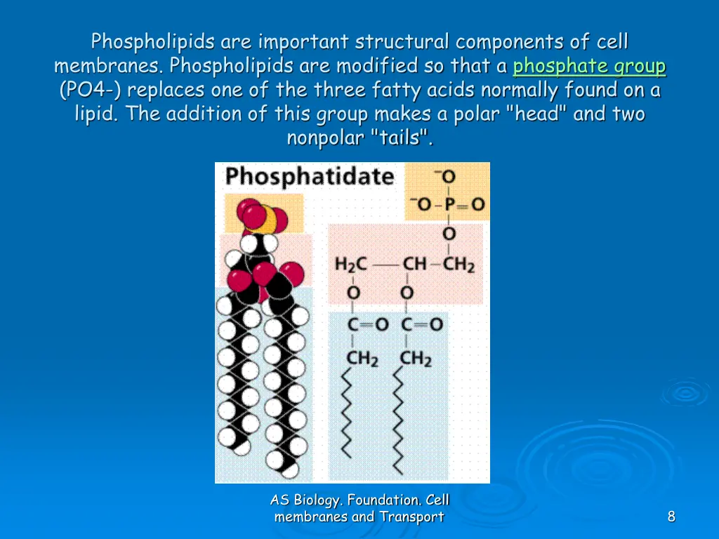 phospholipids are important structural components
