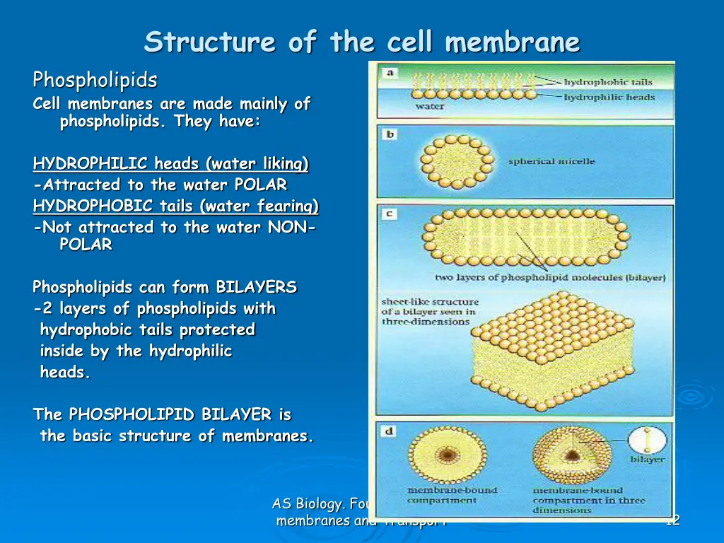 structure of the cell membrane phospholipids cell